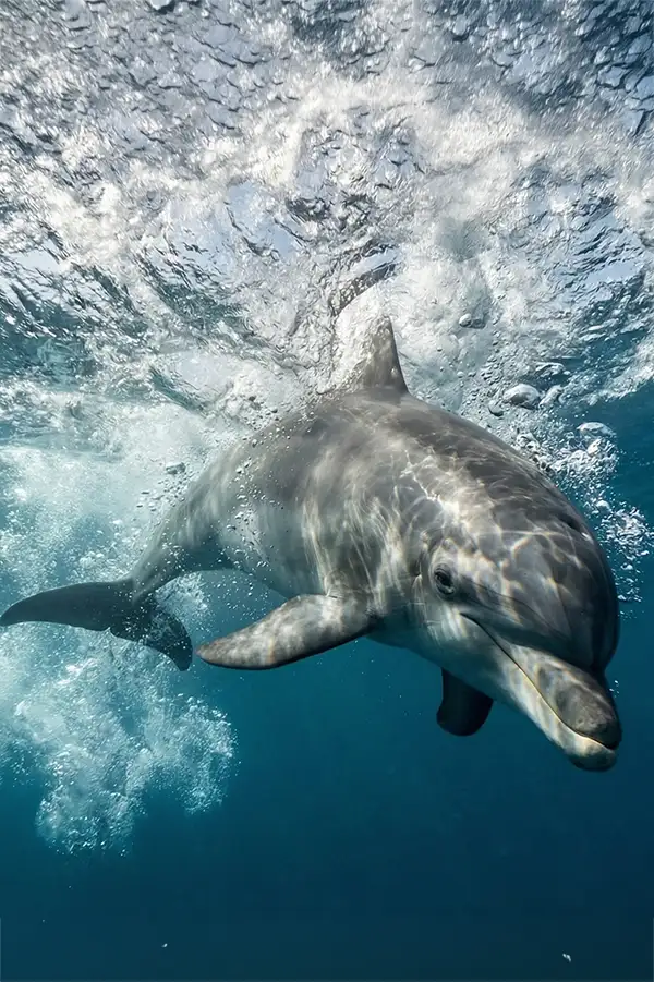Dolphin — Film Banner — OpenFrame AI Lab